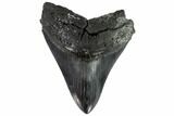 Huge, Fossil Megalodon Tooth - South Carolina #88855-1
